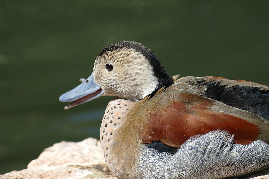 Close-up of a male Blue-billed Duck resting on a rock