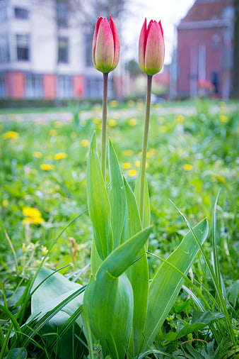 Two Pink Tulips Blooming in Green Grass