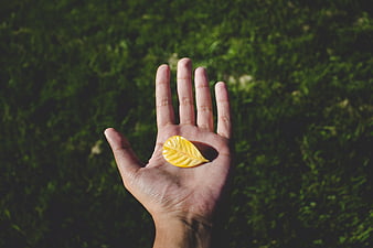 Hand holding yellow leaf on green grass background