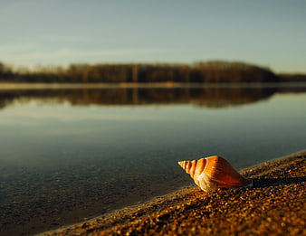 Seashell on Sandy Shore at Sunset