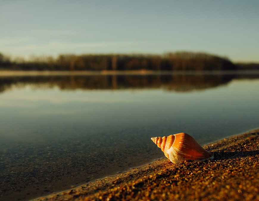 Seashell on Sandy Shore at Sunset