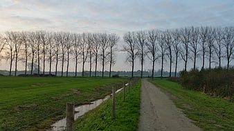 Dirt path lined with bare trees in green field