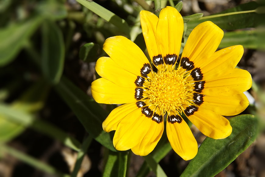 Close-up of vibrant yellow Gazania flower with black and white markings
