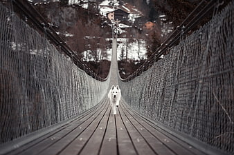 White Dog Running on Wooden Suspension Bridge in Winter