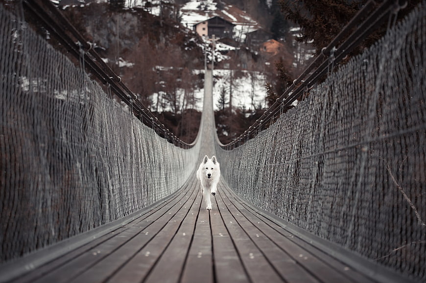 White Dog Running on Wooden Suspension Bridge in Winter