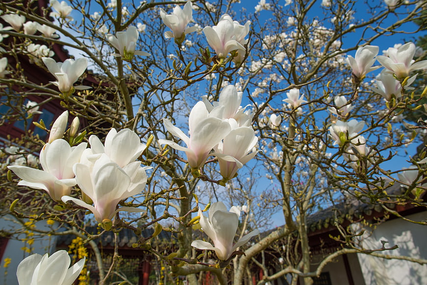 White Magnolia Blossoms Against Blue Sky and Traditional Architecture
