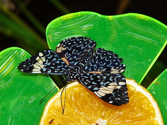 Blue Tiger Butterfly Feeding on Orange Slice on Green Leaf