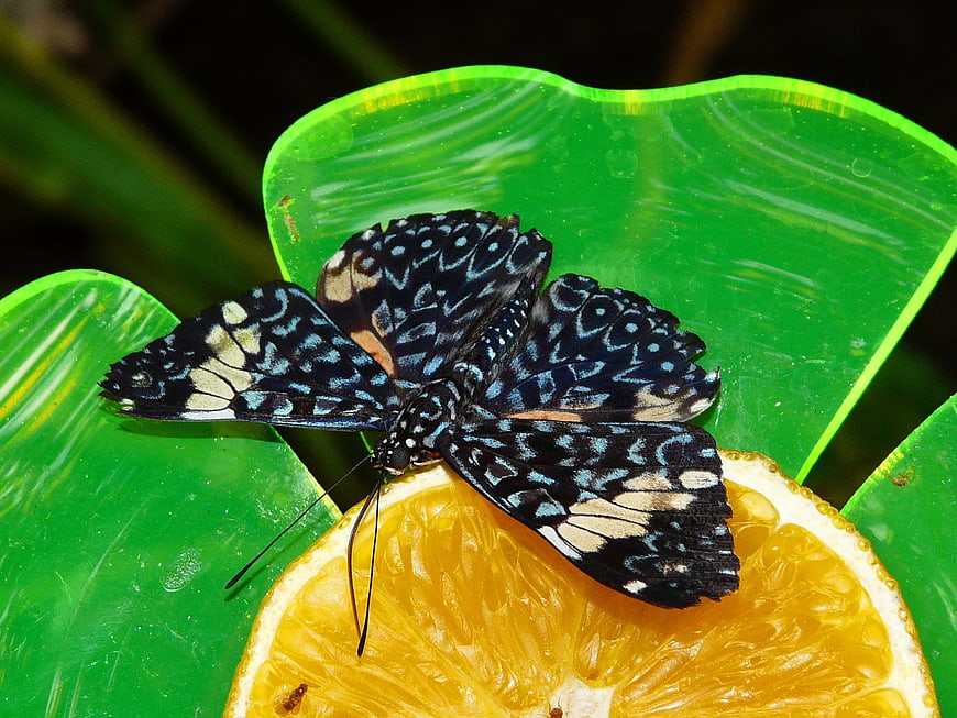 Blue Tiger Butterfly Feeding on Orange Slice on Green Leaf