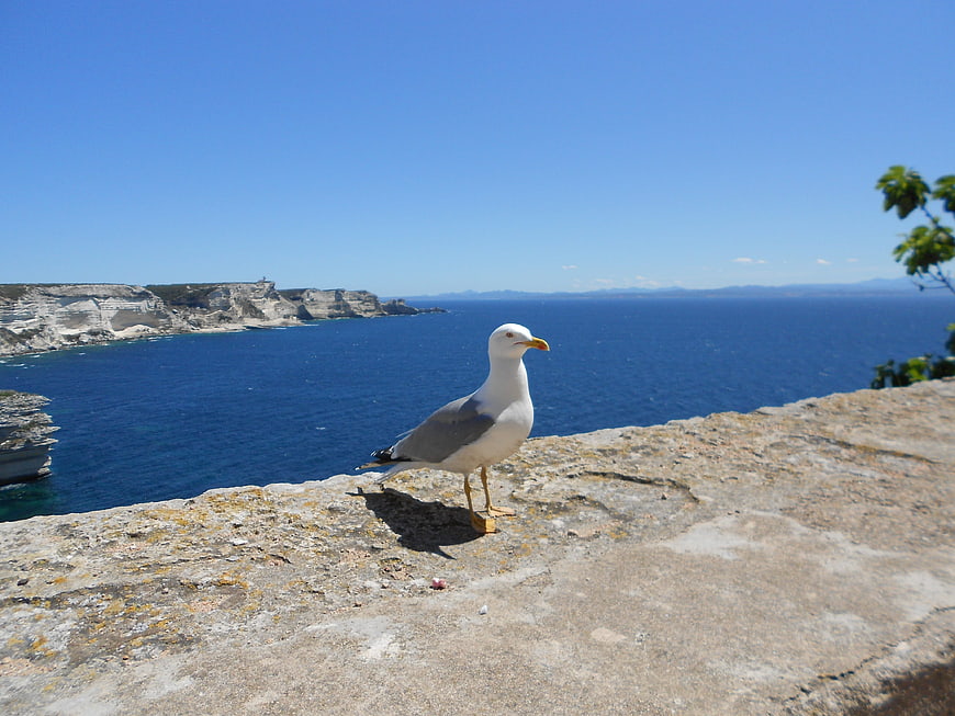 Seagull standing on coastal cliff overlooking deep blue ocean