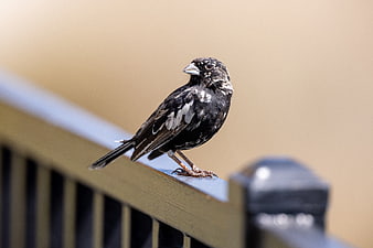 Male House Finch Perched on Wooden Railing