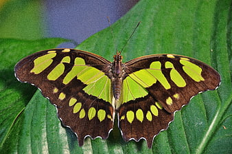 Dido Longwing Butterfly on Green Leaf