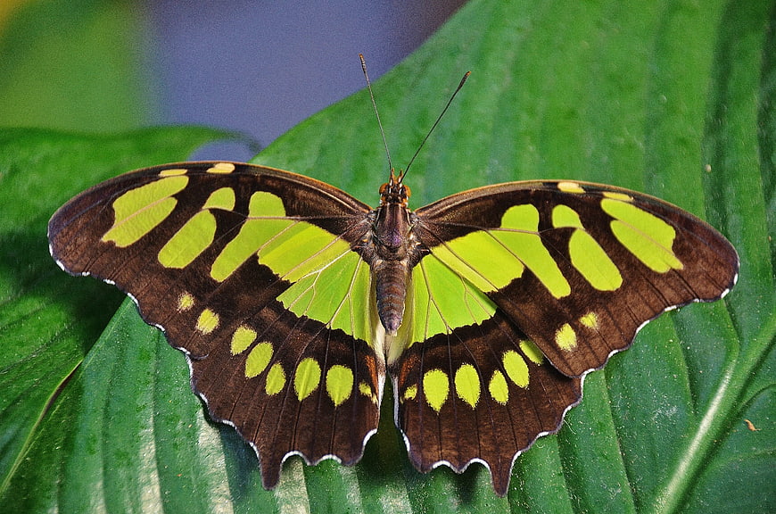 Dido Longwing Butterfly on Green Leaf