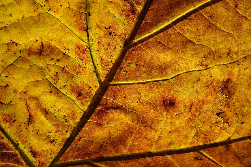 Macro Backlit Autumn Leaf Texture With Intricate Vein Patterns