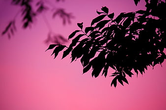 Silhouette of tree leaves against pink gradient sky background