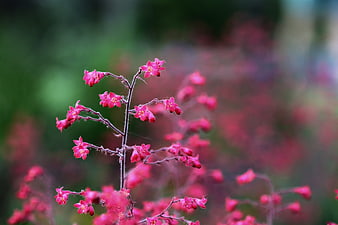 Close-up of Pink Heuchera Flowers in a Garden