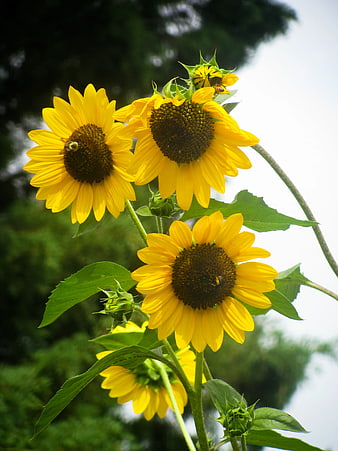 Vibrant Sunflowers with Bees Pollinating in Garden
