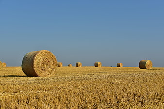 Round Hay Bales in Harvested Field Under Blue Sky