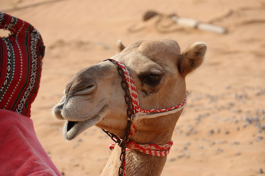 Close-up of a camel with red halter in desert