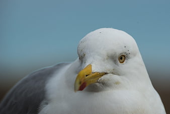 Close-up portrait of a seagull head with yellow beak