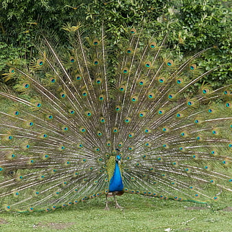Male Peacock Displaying Full Tail Feathers in Nature