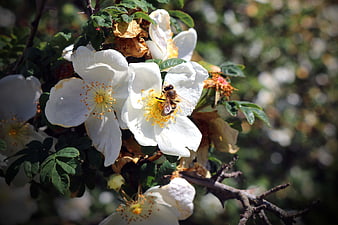 Honeybee Pollinating White Wild Rose Blossoms