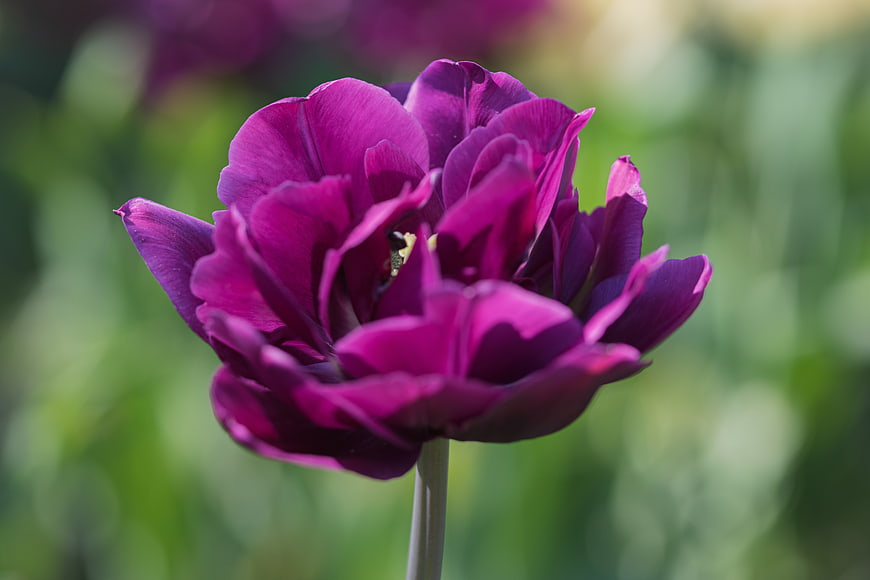 Close-up of a vibrant purple tulip flower in bloom