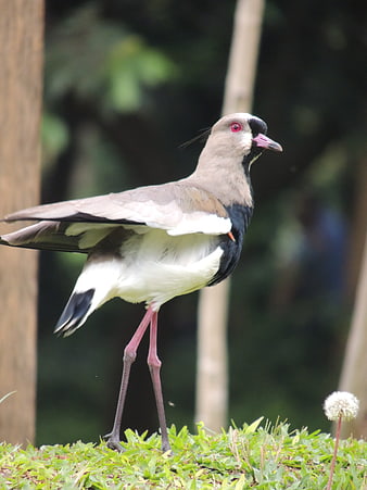 Red-wattled Lapwing Bird Standing on Green Grass