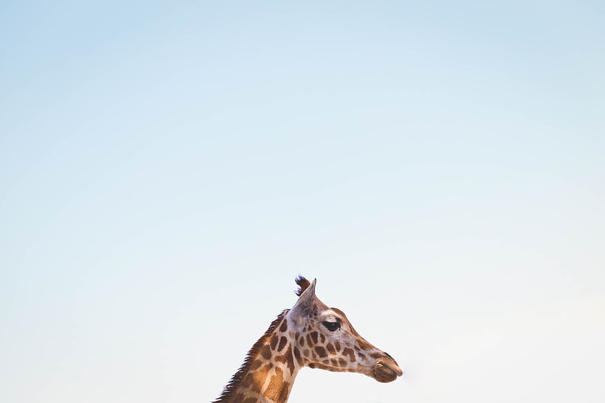 Giraffe Head Profile Against Clear Blue Sky