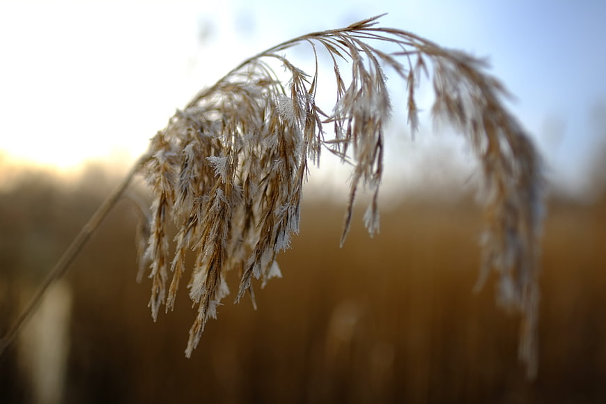 Frosty Reed Close-Up in Winter Morning Light