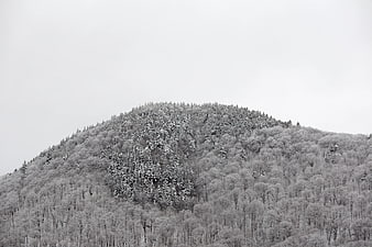 Snow-covered mountain forest in grayscale winter landscape