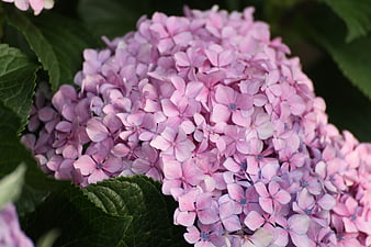 Close-up of vibrant pink hydrangea flowers with green leaves