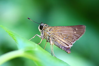 Close-up of a brown skipper butterfly on a green leaf
