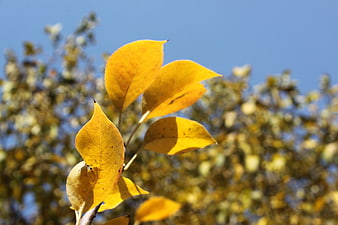 Golden yellow autumn leaves against a clear blue sky