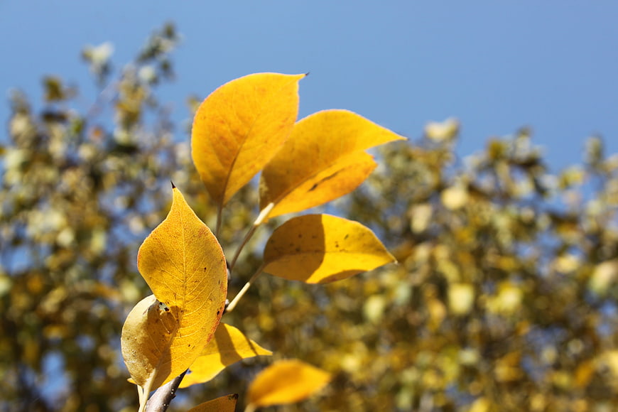 Golden yellow autumn leaves against a clear blue sky