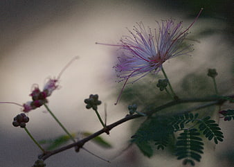 Close-up of delicate pink mimosa flower with feathery leaves