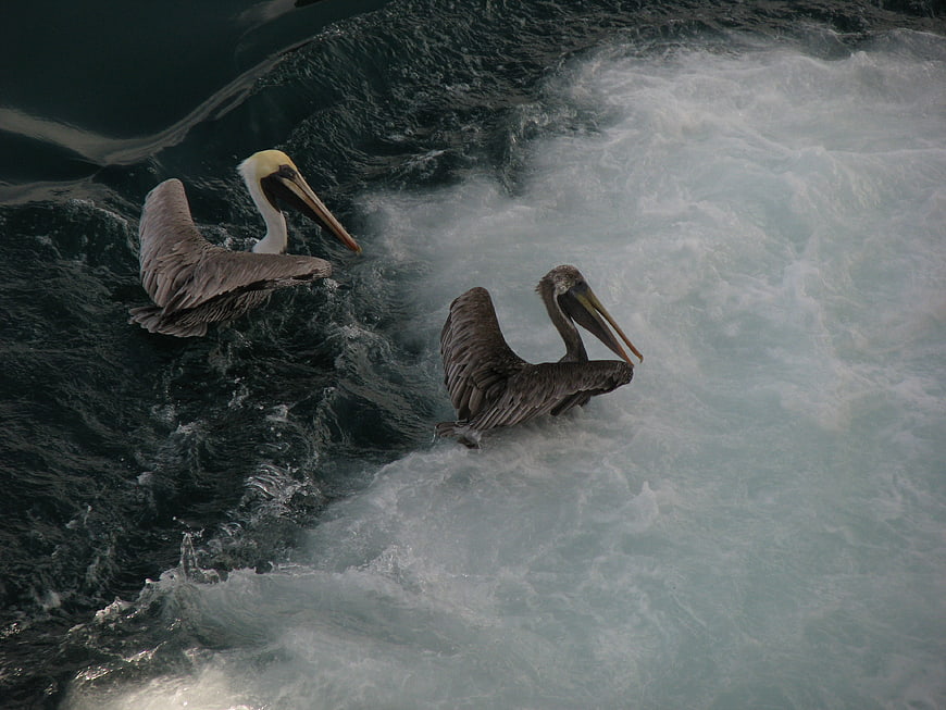 Two Brown Pelicans Riding Ocean Waves