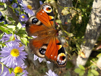 Peacock Butterfly on Purple Aster Flowers