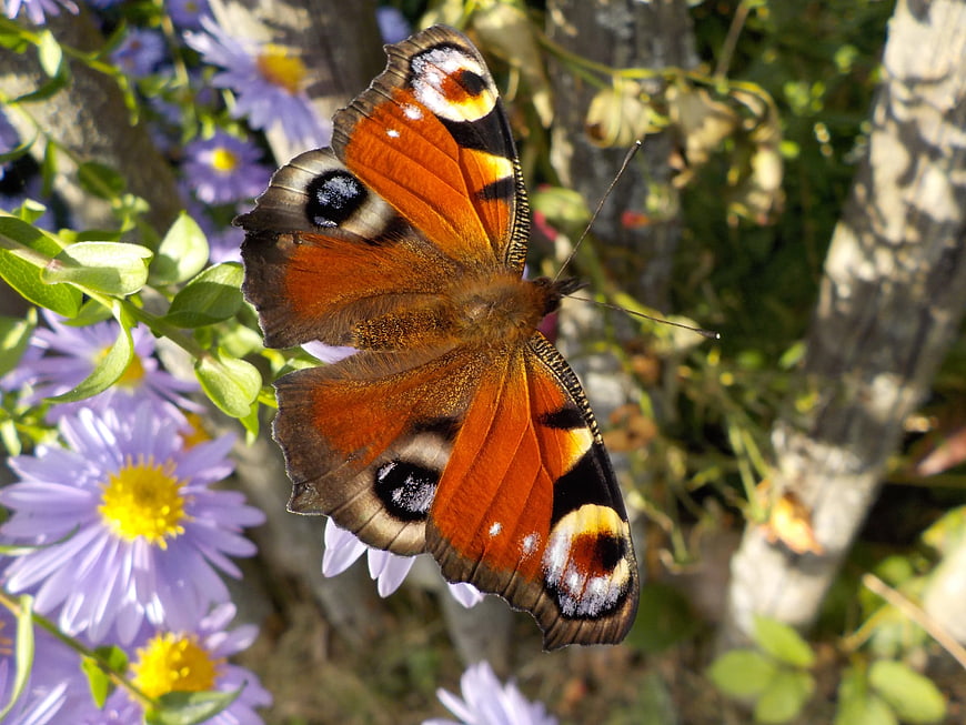 Peacock Butterfly on Purple Aster Flowers