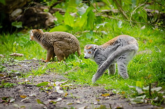 Two Lemurs Walking in Grassy Forest Habitat