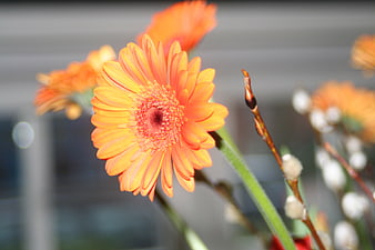 Close-up of vibrant orange gerbera daisy flower