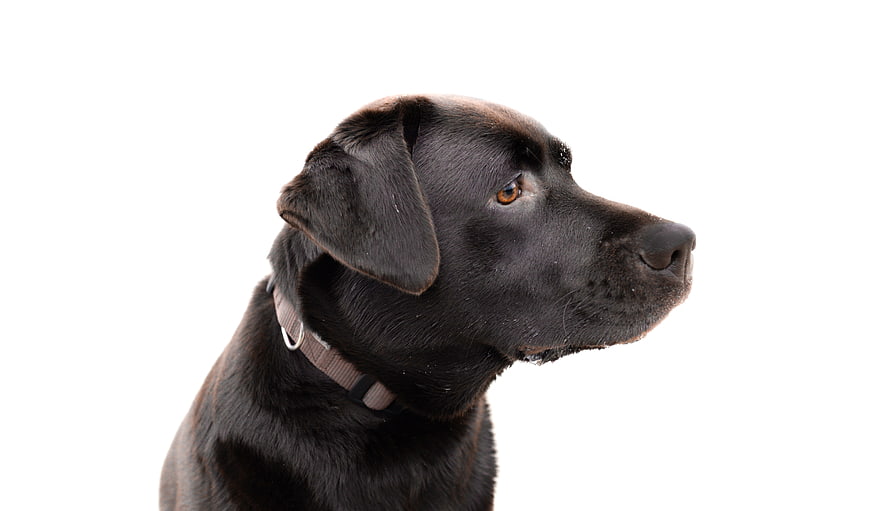 Black Labrador Retriever Puppy Head Profile Isolated on White
