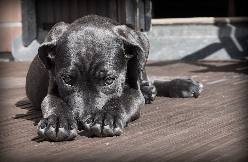 Sad Black Puppy Lying on Wooden Deck