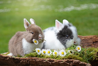 Two Cute Dwarf Rabbits Eating Daisies on a Log