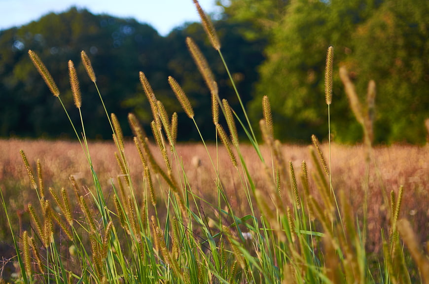 Golden Tall Grass in Meadow with Blurred Forest Background