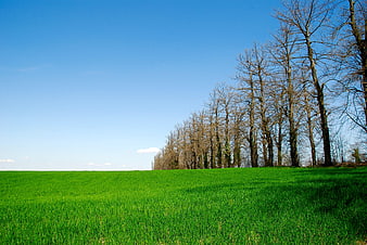 Vibrant Green Field with Bare Trees Against Blue Sky