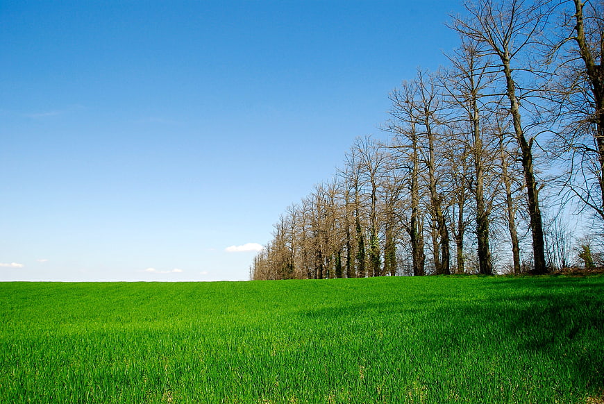 Vibrant Green Field with Bare Trees Against Blue Sky