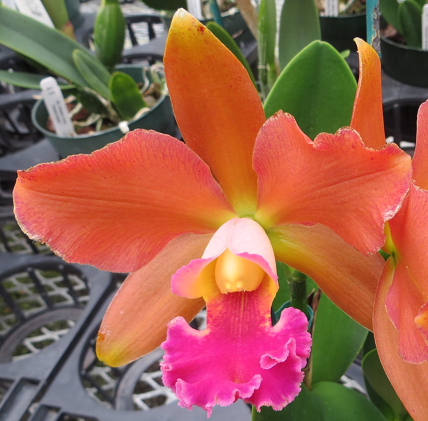 Vibrant Orange and Pink Cattleya Orchid Close-Up