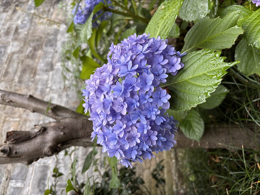 Close-up of Blue Hydrangea Flower with Raindrops