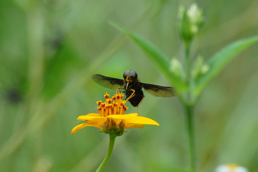 Black Hoverfly on Yellow Wildflower Close-Up
