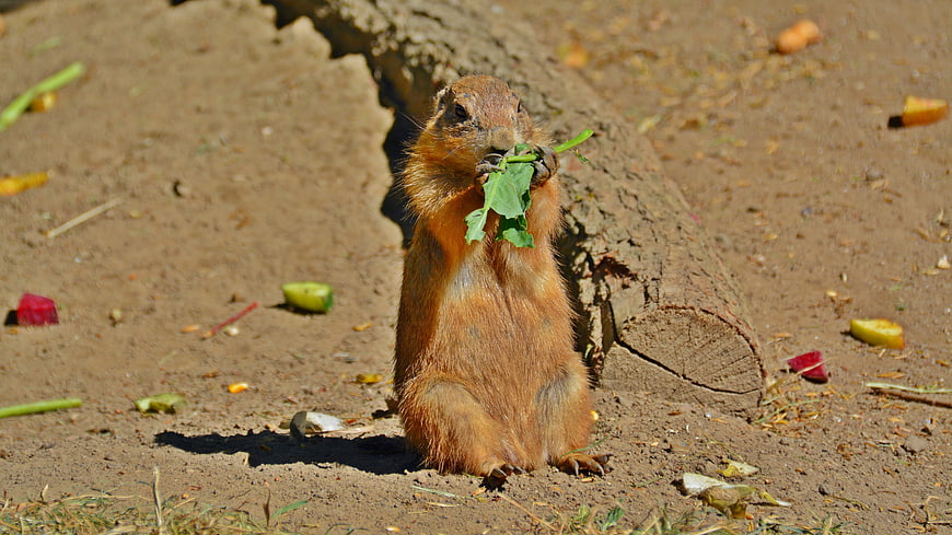 Prairie Dog Eating Green Leaves on Sandy Ground